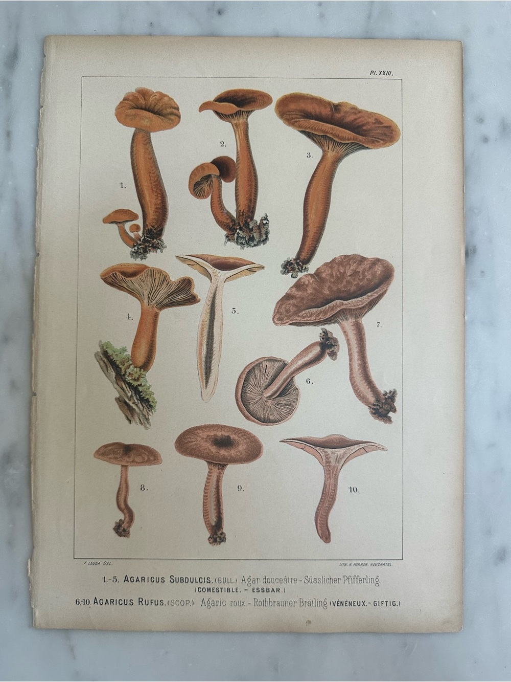 1890 Fritz Leuba Mushroom Chromolithograph Plates